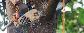Reliable Port Washington North, NY Tree Removal Solutions