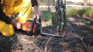 Best Organic Lawn Care Solutions  in Port Washington North, NY
