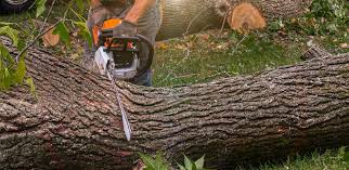 Best Lawn Disease Treatment  in Port Washington North, NY
