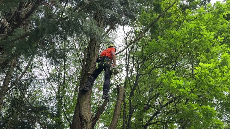 Best Tree Removal  in Port Washington North, NY