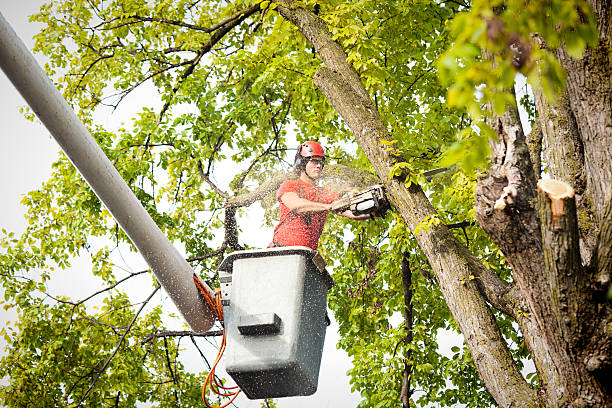 Best Palm Tree Trimming  in Port Washington North, NY